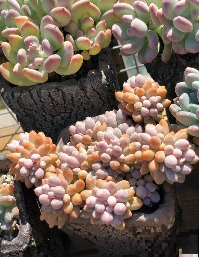 一排排的这种植物，整齐划一地放在阳台上，让人羡慕