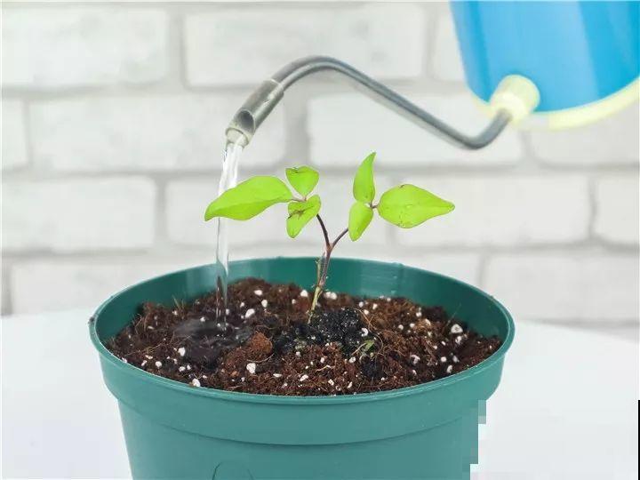 这花越养越上瘾，一小把埋土里，明年能开整面墙！