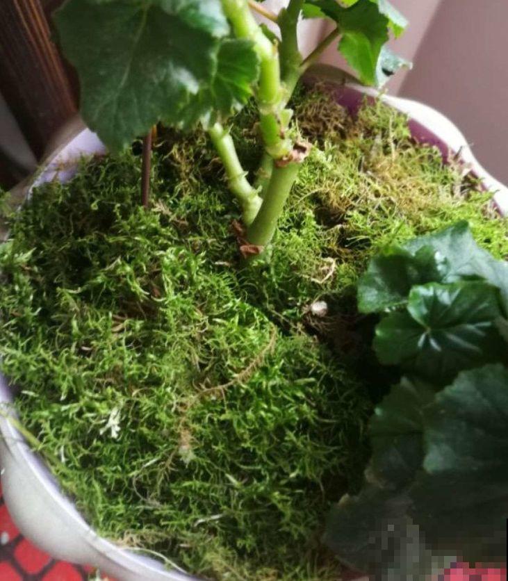 苔藓不光看着小清新，盆面铺一层，冬天养花不怕冻！
