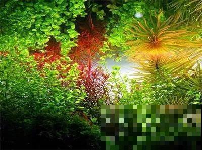比铜钱草好看百倍的花，7天爆满一大缸，多到家里堆不下！