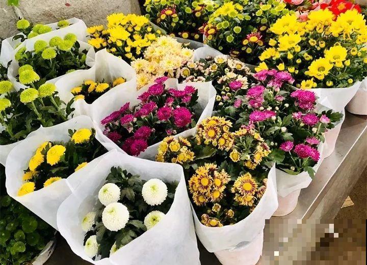 买花容易挑花眼？带本秘籍走，喜欢的花一盆也不落！