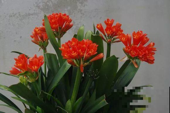 发财树该不该浇水，看叶子就知道了，天天都能窜新芽！