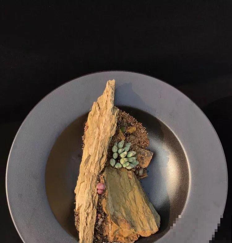 厨师改行养多肉，色香味俱全，真想让人一口吃掉！