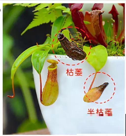 这5种重口味的花，自己就能“找食吃”，最适合秋冬养！