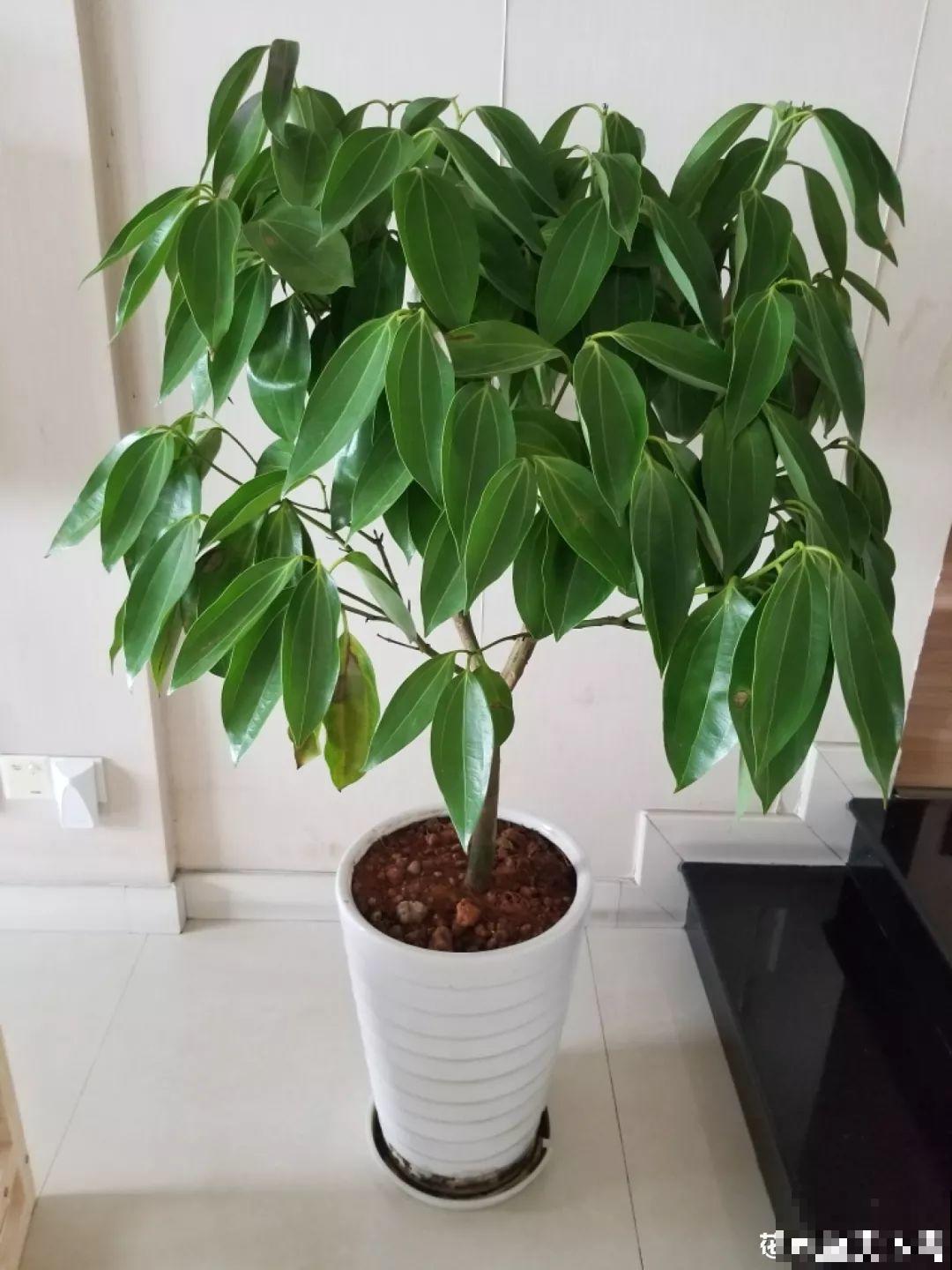 5种花就怕乱浇水，浇错了不是黄叶就是烂根，更别指望开花了！