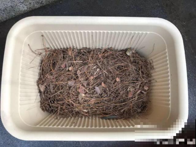 出门捡点它，正好秋天换盆用，花越养越茂盛！