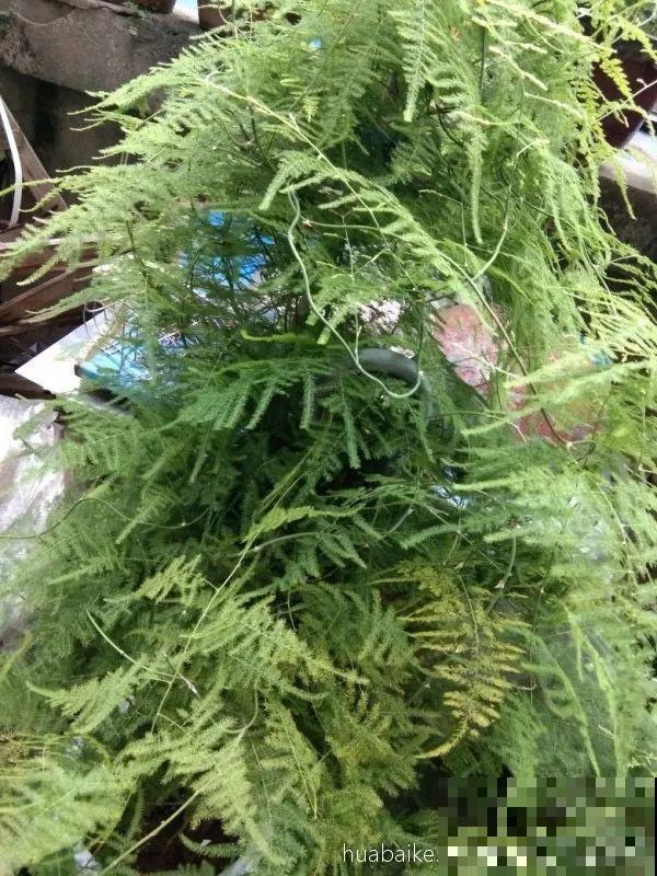秋天撒把种子，5天出芽2个月开花，呼呼爬成一面墙！