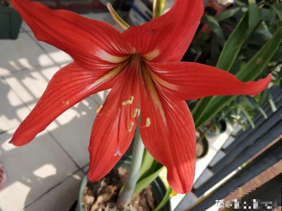 养花的3个坏习惯，赶紧戒掉，不然再好养的花都得挂！