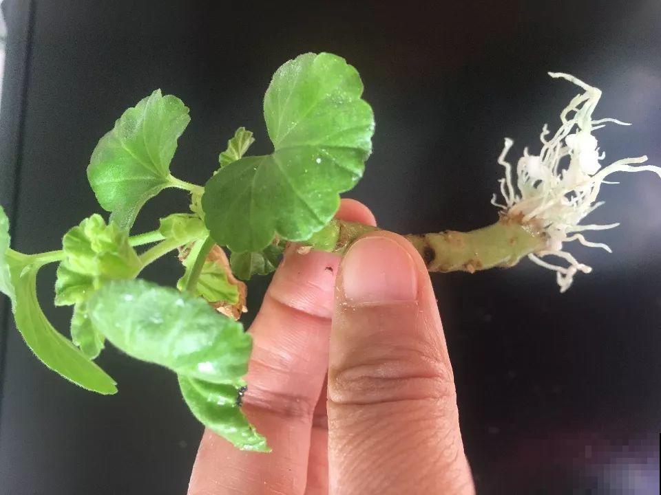趁着秋天，这2种花赶紧扦插，分分钟变大户！