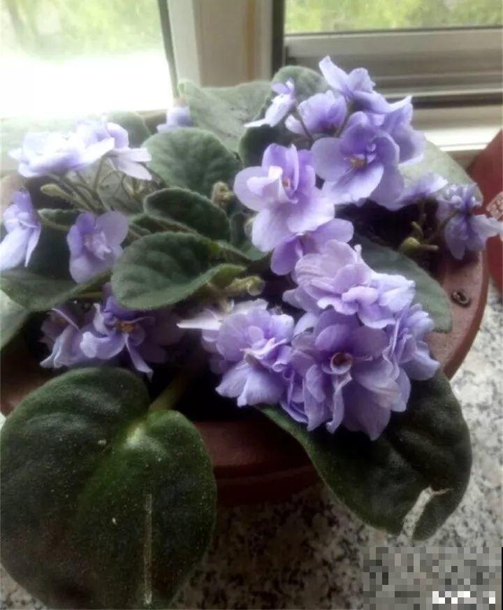 家里有这花，叶子沾灰不清洗，净化能力降到零！