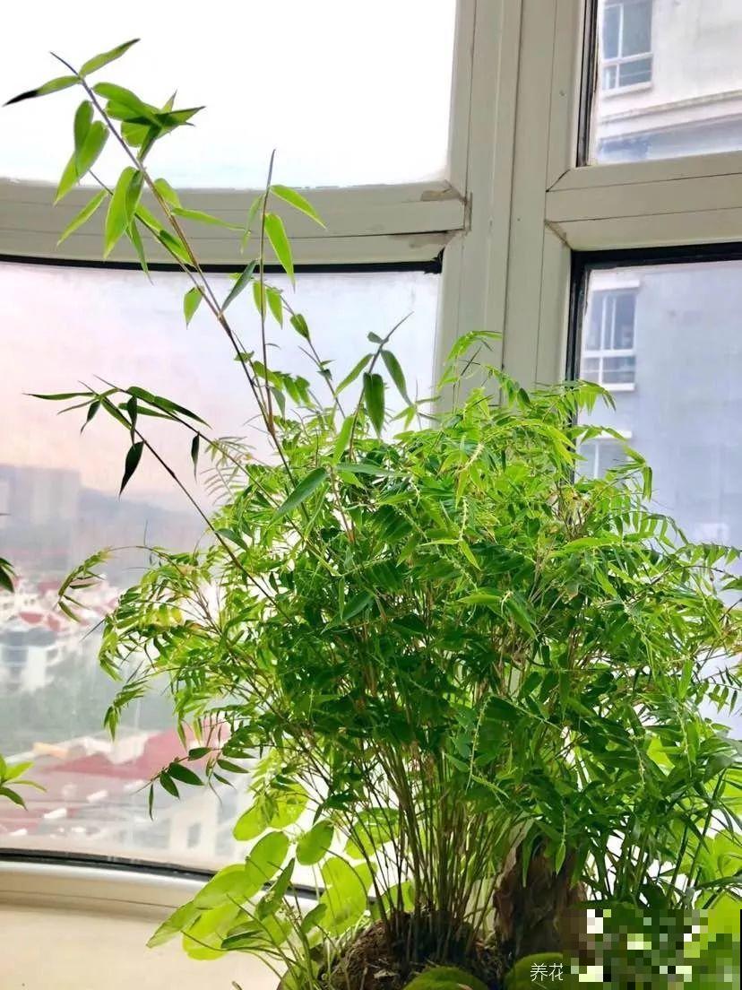 这6种盆景，春夏观花秋冬赏果，越养越值钱！