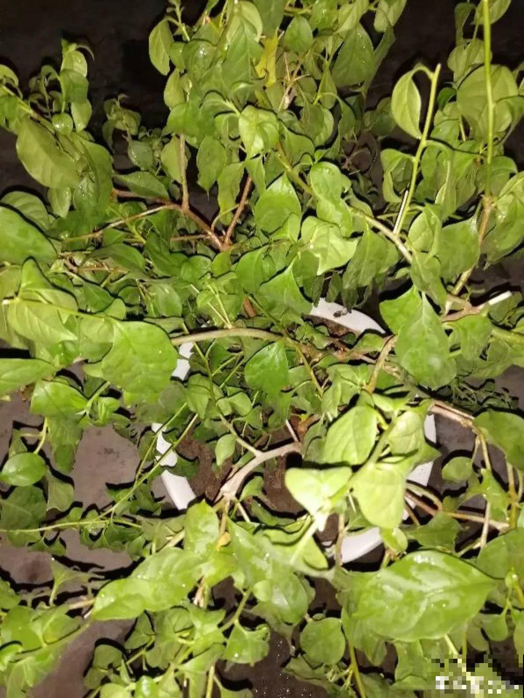 长寿专门的催花小技巧，套个塑料袋，不用一月就窜花苞！