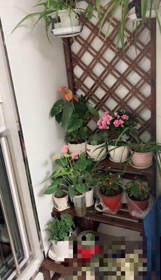 阳台别晾衣服了，用这个方法养花，一下子多出30盆！