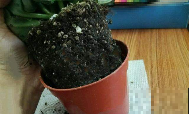长寿花一换季就生病，不及时消毒，黑腐从头烂到尾！