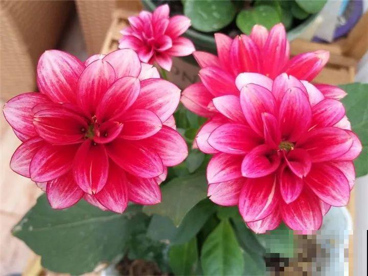 养这花真过瘾，剪一茬开一茬，一年能开3季！