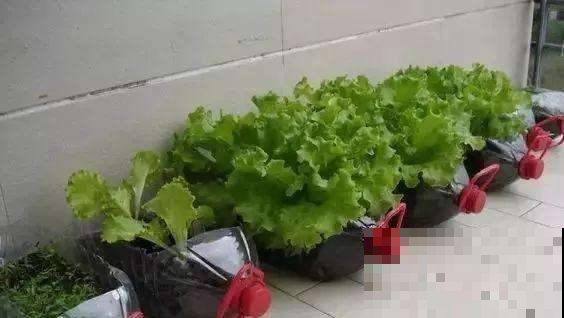 阳台摆七个空油桶，随手撒几粒种子，一天摘一桶菜全家够吃！