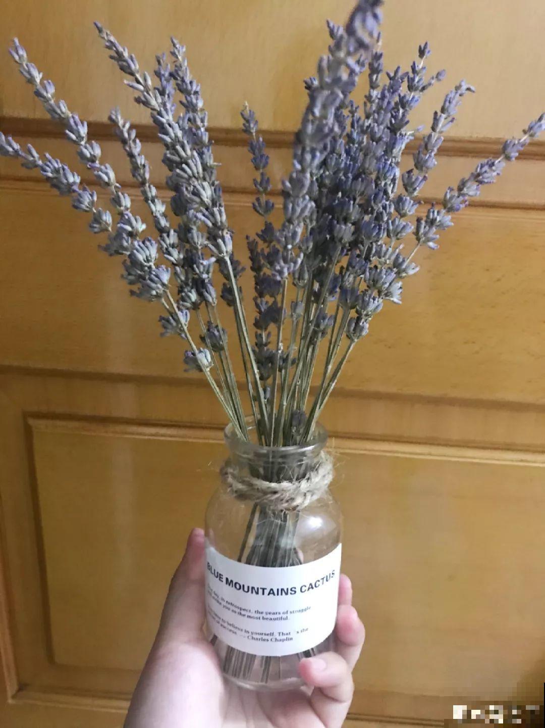 这花养一盆，满屋飘香，摘下来还能泡水喝！
