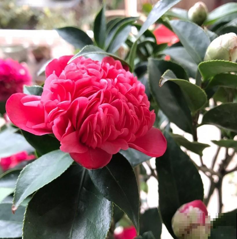 茶花突然掉花苞，这个季节真是不应该，赶紧这样做才能挽救回来！