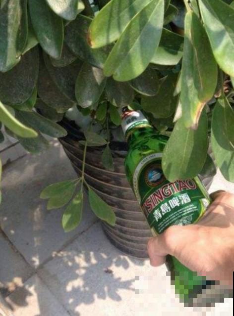 过期啤酒不舍得扔，拿他来浇花，变废为宝！