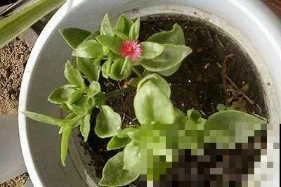 扦插正是好时候，1盆变10盆，还能分给邻居！
