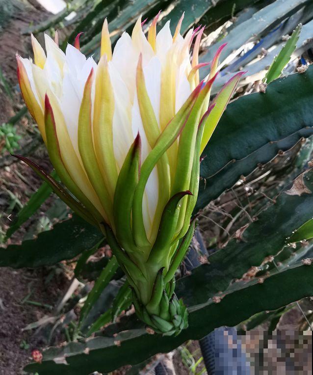 这花就得旱着养，盆越浅，水越少，开花越旺盛