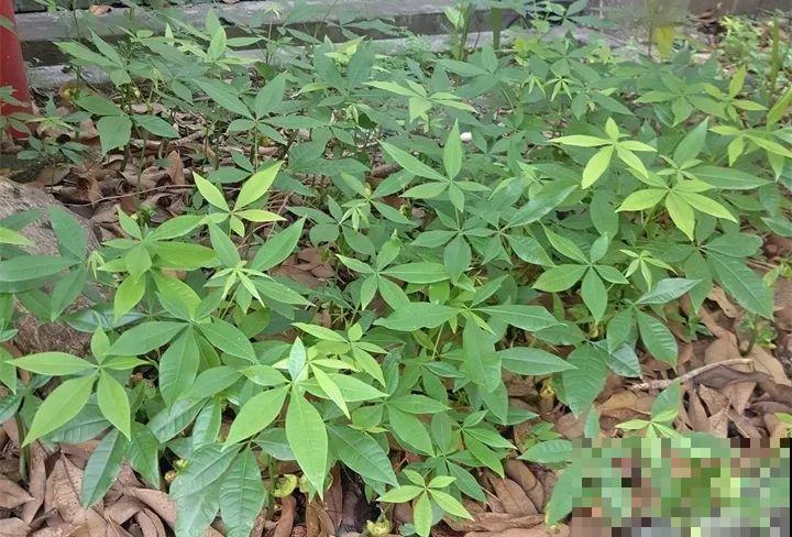 路边银杏摘个果，回家一处理，变成阳台小盆栽！