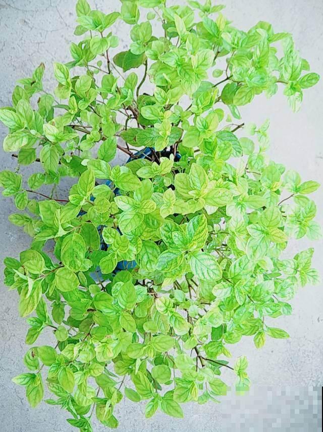 家里的这几样绿植，看着不起眼，用处可多了