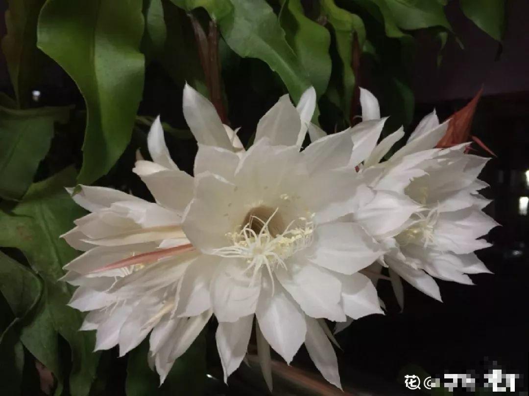 这花真稀罕，刚开花就被掐光了，花钱未必买得到！