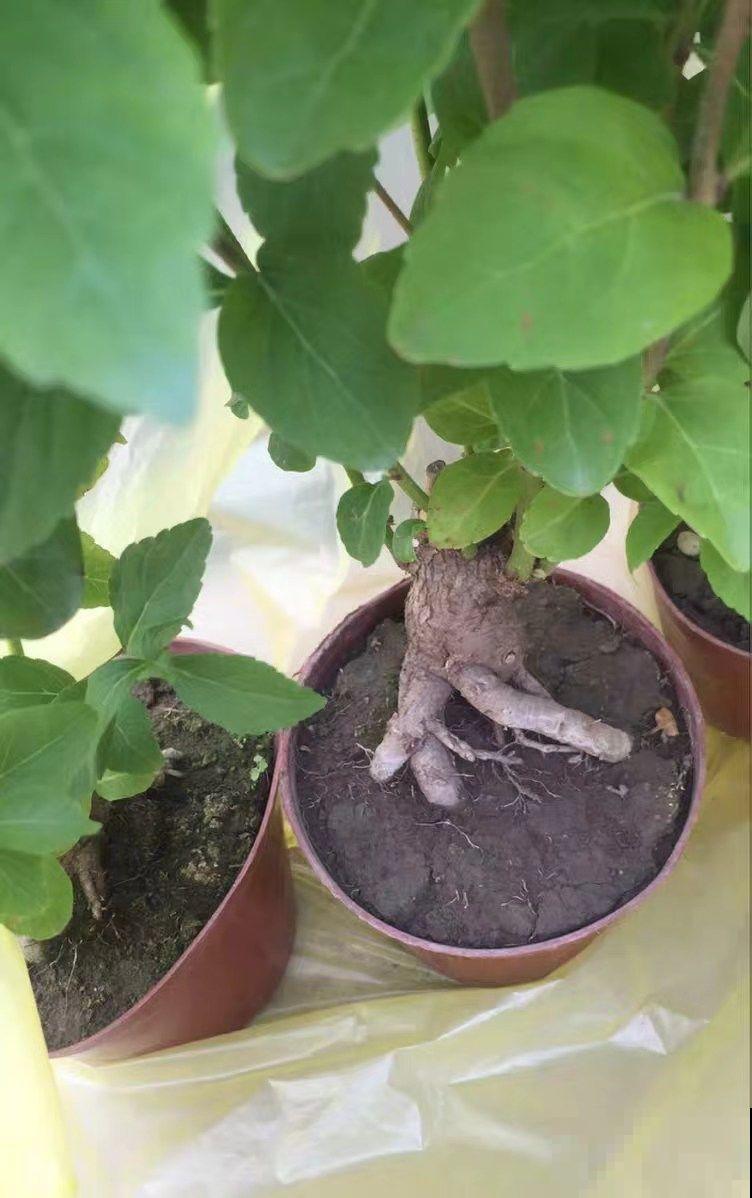 这花结满红果子，比菊花都好看，越养越上瘾！