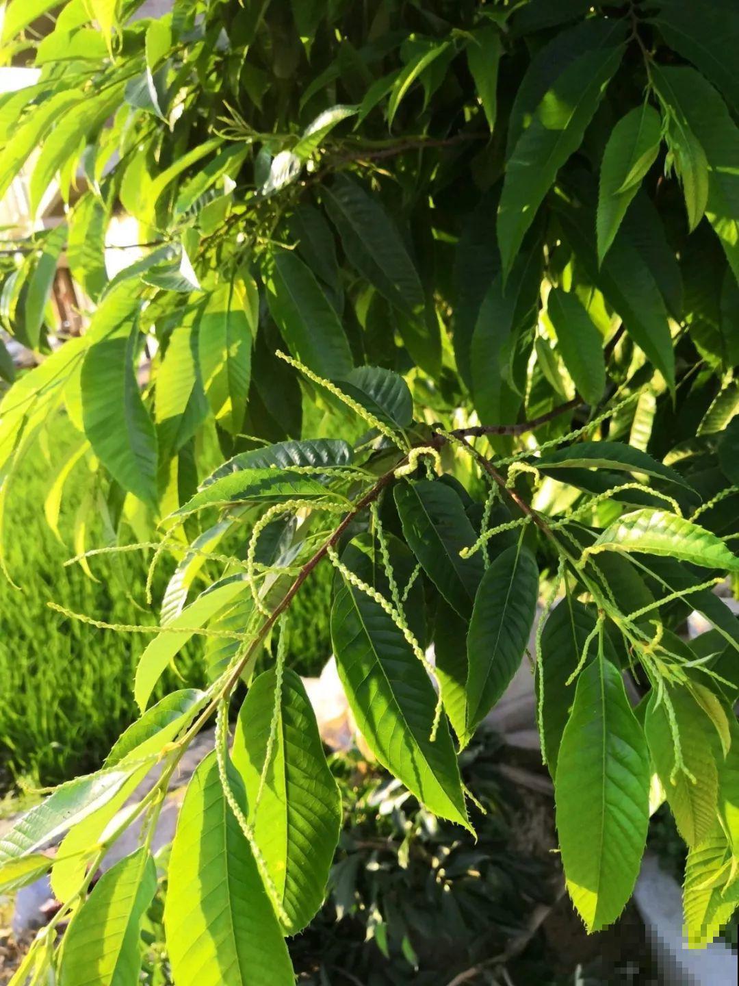 路边银杏摘个果，回家一处理，变成阳台小盆栽！