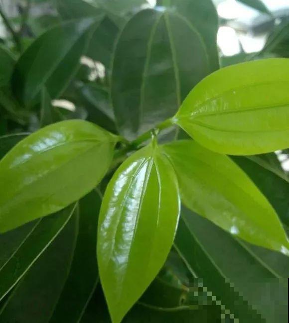 这花就得穷养，花盆越小长得旺，一年到头叶子绿油油！