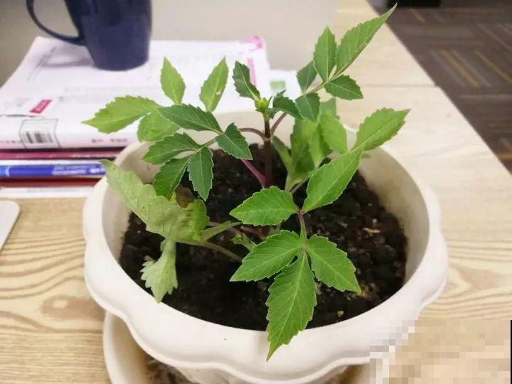 养这花真过瘾，剪一茬开一茬，一年能开3季！
