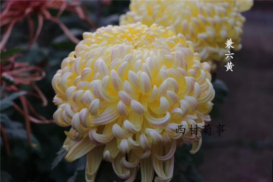 秋天啥花都可以不养，唯独这1种，100盆都不嫌多！