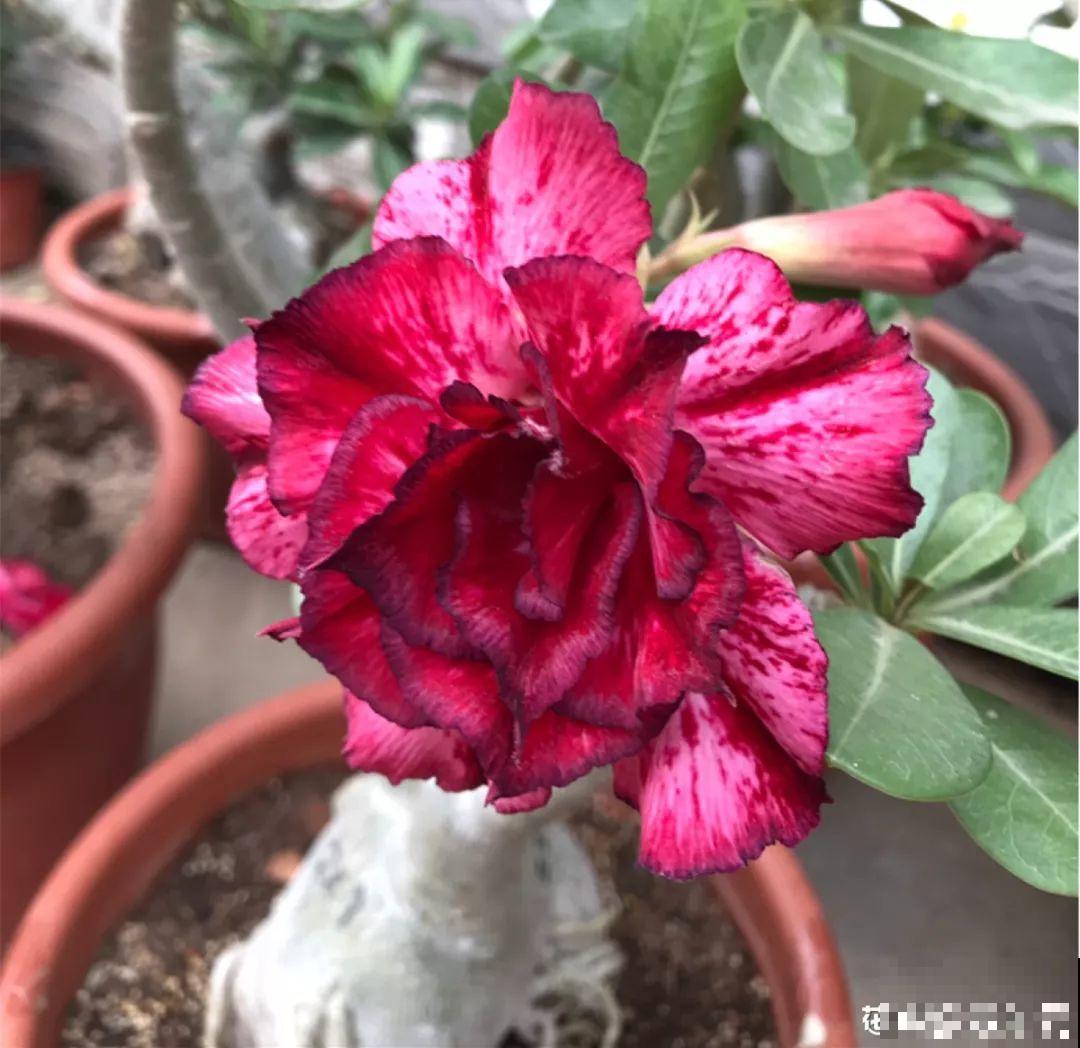 客厅养的耐旱花，30天不浇水，照样精神又气派！