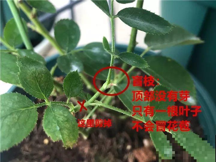 长寿养成青菜？黑帽子一戴，不用一月出花苞！