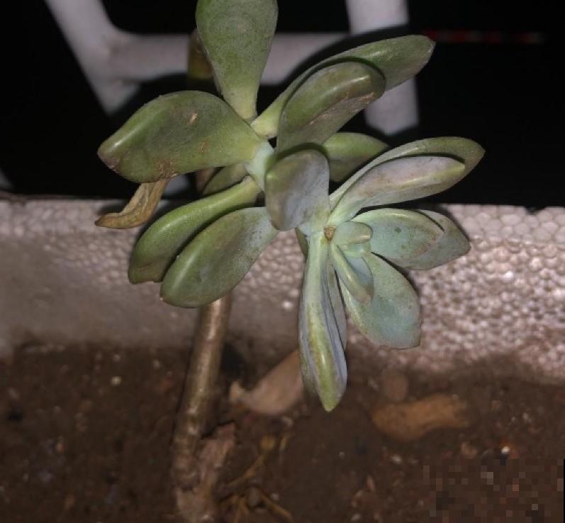 多肉砍砍头，撸撸叶，又能生长一大盆，再也不用担心多肉徒长了！