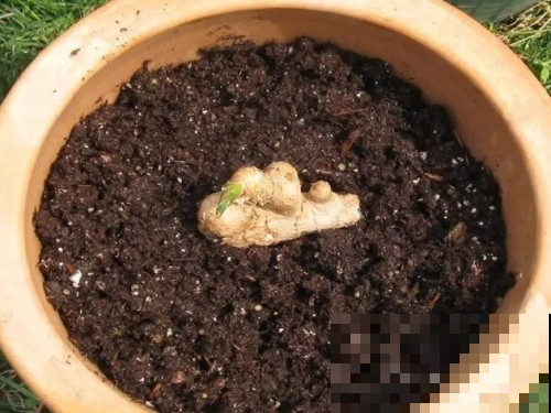 长芽生姜不能吃，切成块放水里，瞬间又多了一盆盆景！