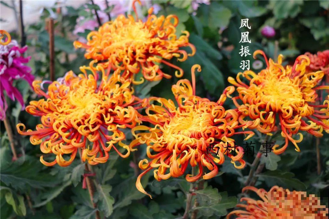 秋天啥花都可以不养，唯独这1种，100盆都不嫌多！