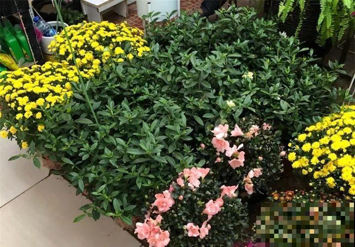买花容易挑花眼？带本秘籍走，喜欢的花一盆也不落！