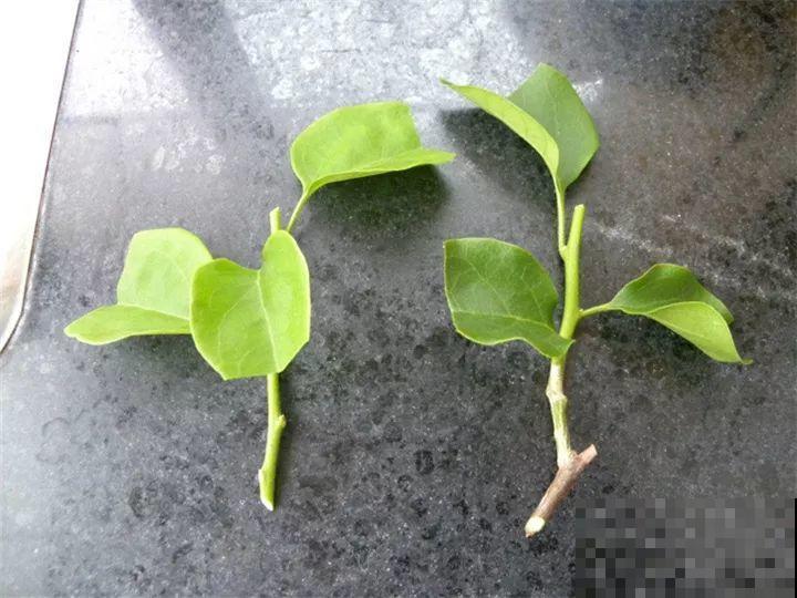 烂根的君子兰砍一刀，放在木屑盆里，蹭蹭长出大白根！