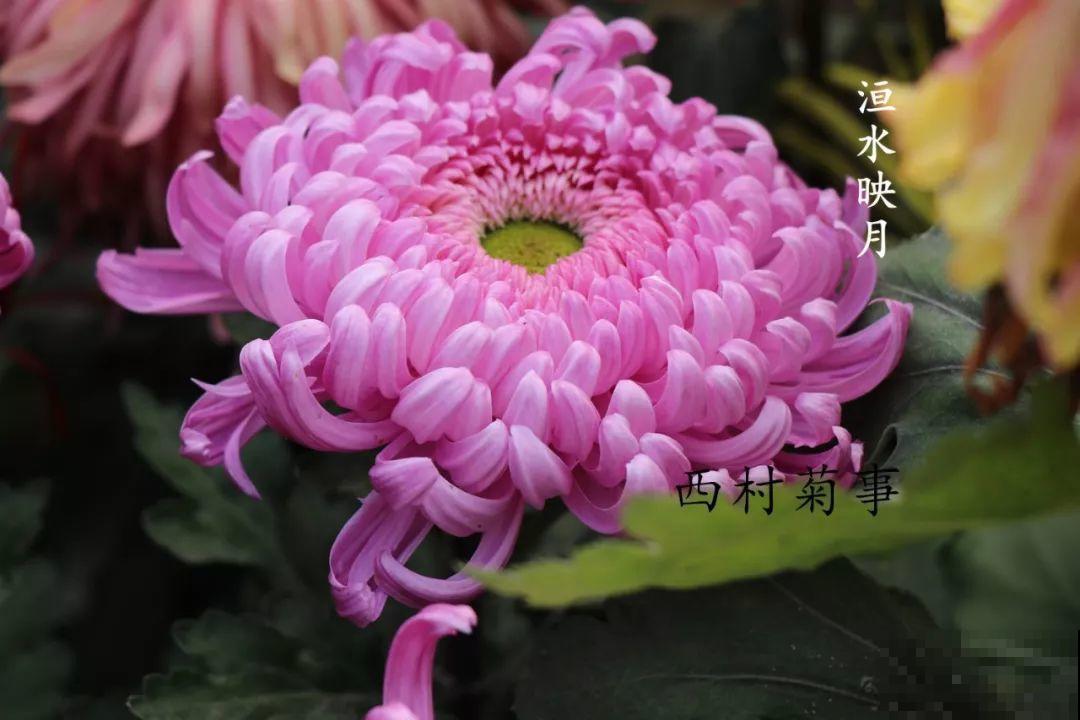 秋天啥花都可以不养，唯独这1种，100盆都不嫌多！