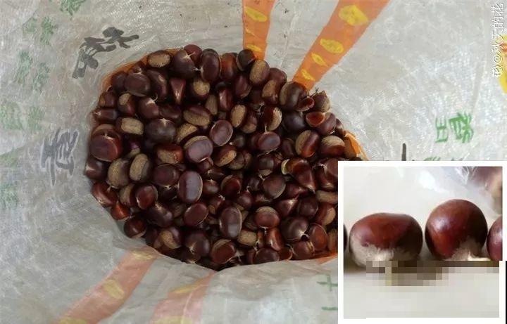 路边银杏摘个果，回家一处理，变成阳台小盆栽！