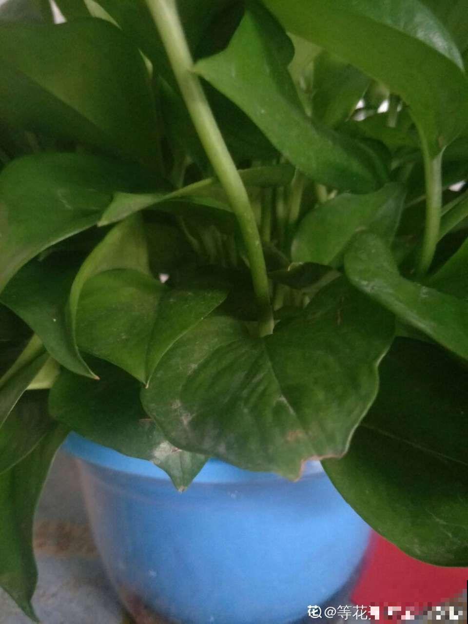 这花根比萝卜粗，别随便剪，小心3天死翘翘！