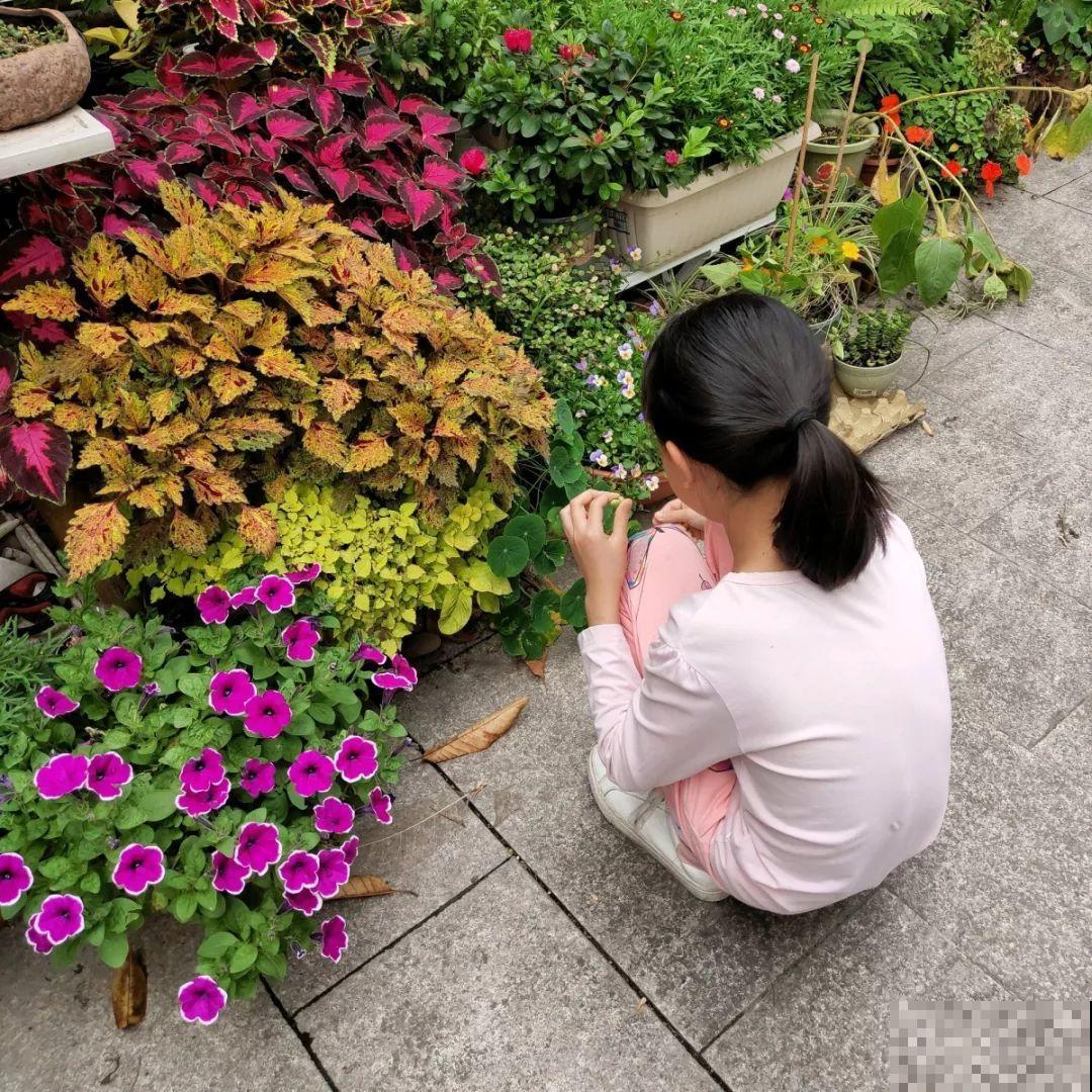 9月份逛花市，这花最好看、最好养，放心抱回家！
