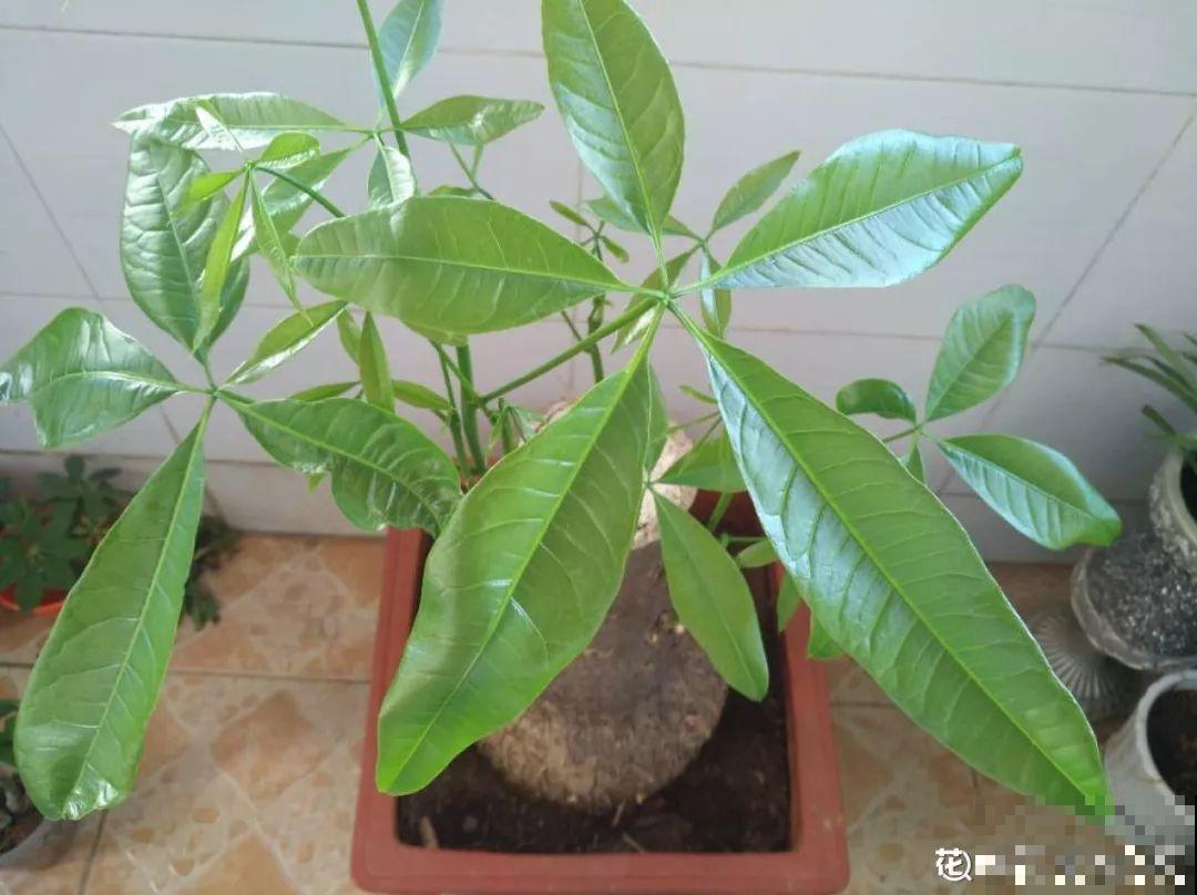 扔路边没人要的花，搬回家剃个头，俩月养成摇钱树！