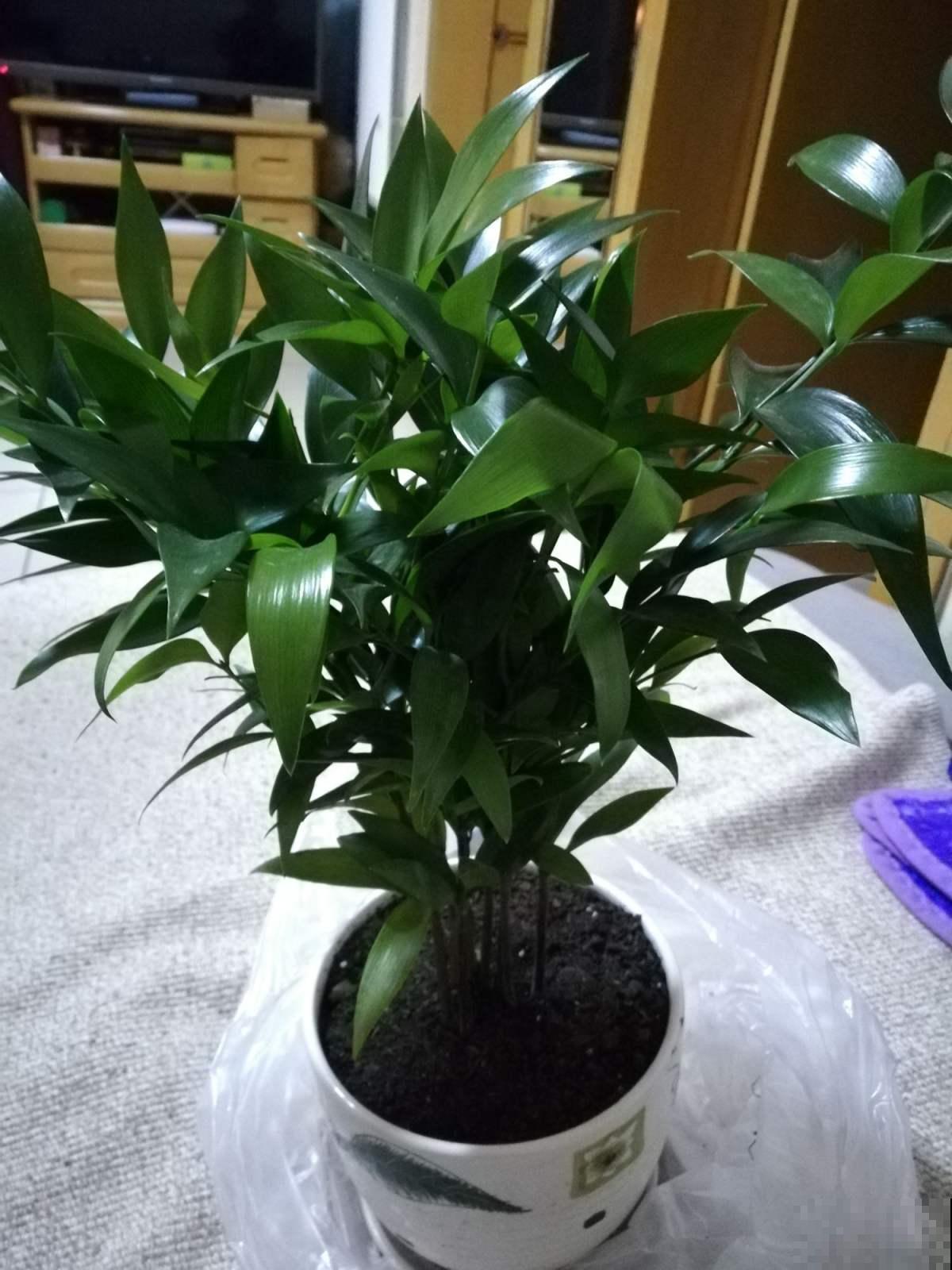 想让富贵竹秋季也能不黄叶，赶紧做这个小动作，几天就能呼呼长！