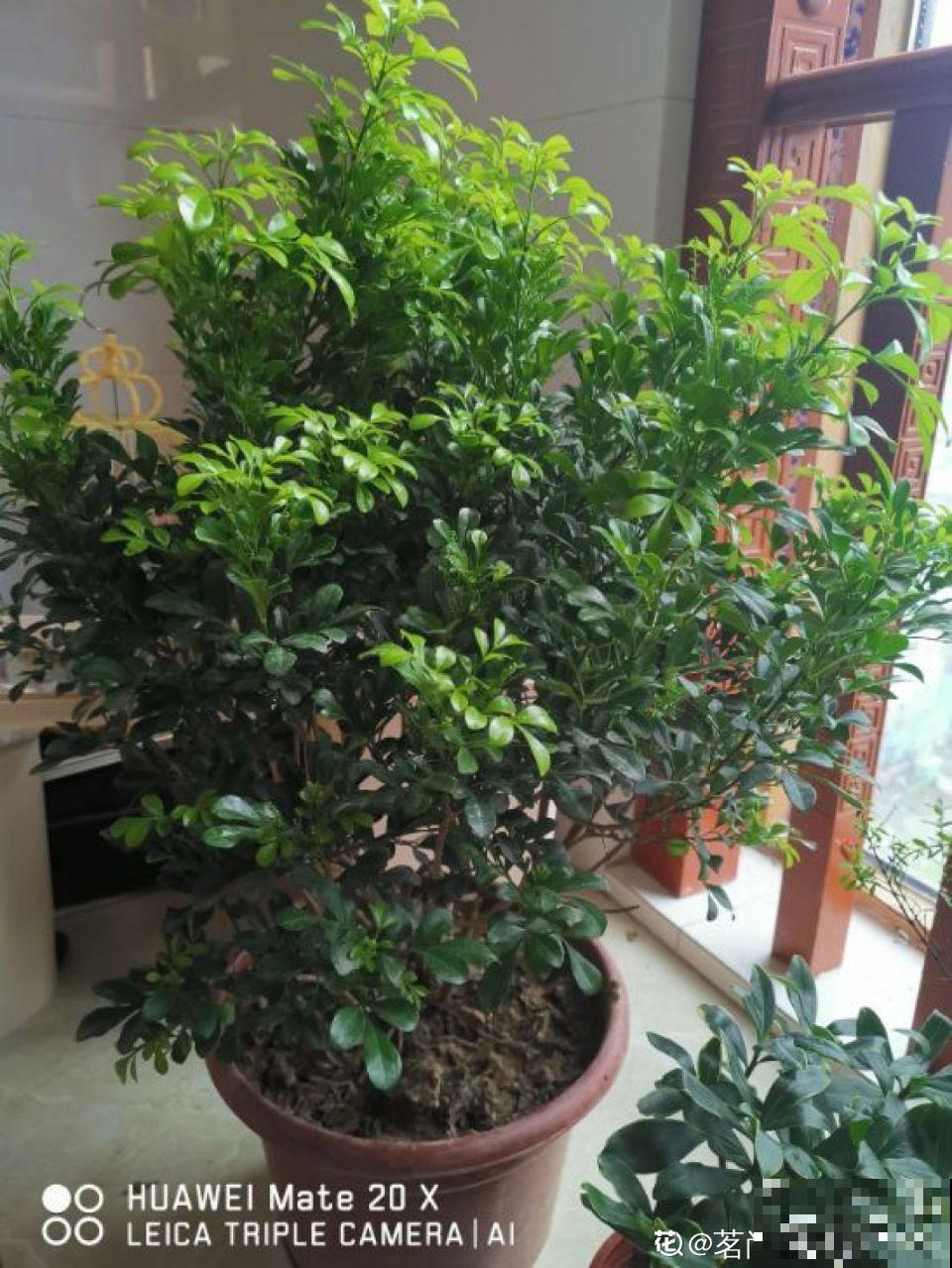 茉莉剪狠了，小心缓不过来，冬天叶子全掉光！