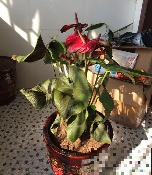 一朵花开了10个月，老妈非说是假花，幸好没拔！