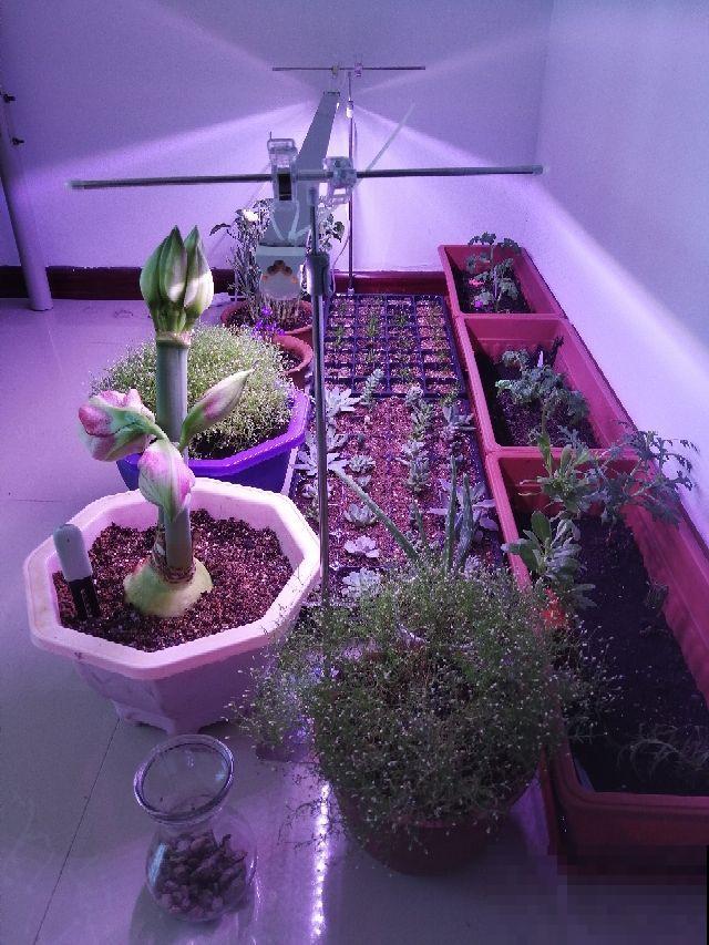 养花老是徒长，用这东西简单一照，几天就回到最佳模样！