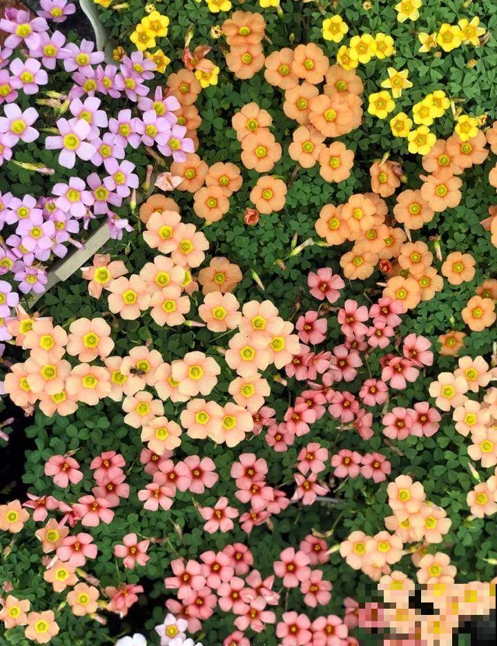 防盗窗上养这花，1个月开成花海，邻居都看花眼！